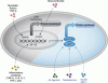 Signaling-Pathways-Regulati.gif