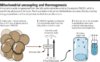 Mitochondrial uncoupling and thermogenesis.jpg