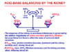 acid-base-balancing-by-kidneys.gif