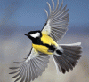 bird-warbler-1080x1920.gif