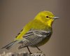 Pine_Warbler_l07-55-141_l_1.jpg