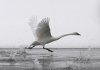 Trumpeter swan taking flight.jpg