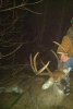 TIM_whitetail_cropped.jpg