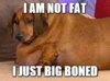 fatdog.jpg