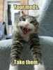 Funny-cat-Take-your-meds.jpg