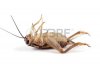 10049077-dead-cricket-on-white.jpg