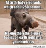 fa18382cbd5106ce92180948a89847fb--baby-elephants-animal-memes.jpg