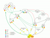 Leptin-and-reproduction_.gif