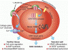 vitamin-D-deficiency-&-CVD.gif