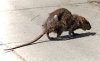 220px-Street-rat.jpg