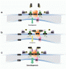 Optimization-of-TSPO-VDAC1.gif