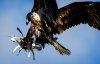 eagle-catches-drone-during-dutch-police-exercise.jpg