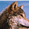 AlphaWolf