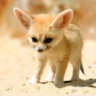 Skyfennec