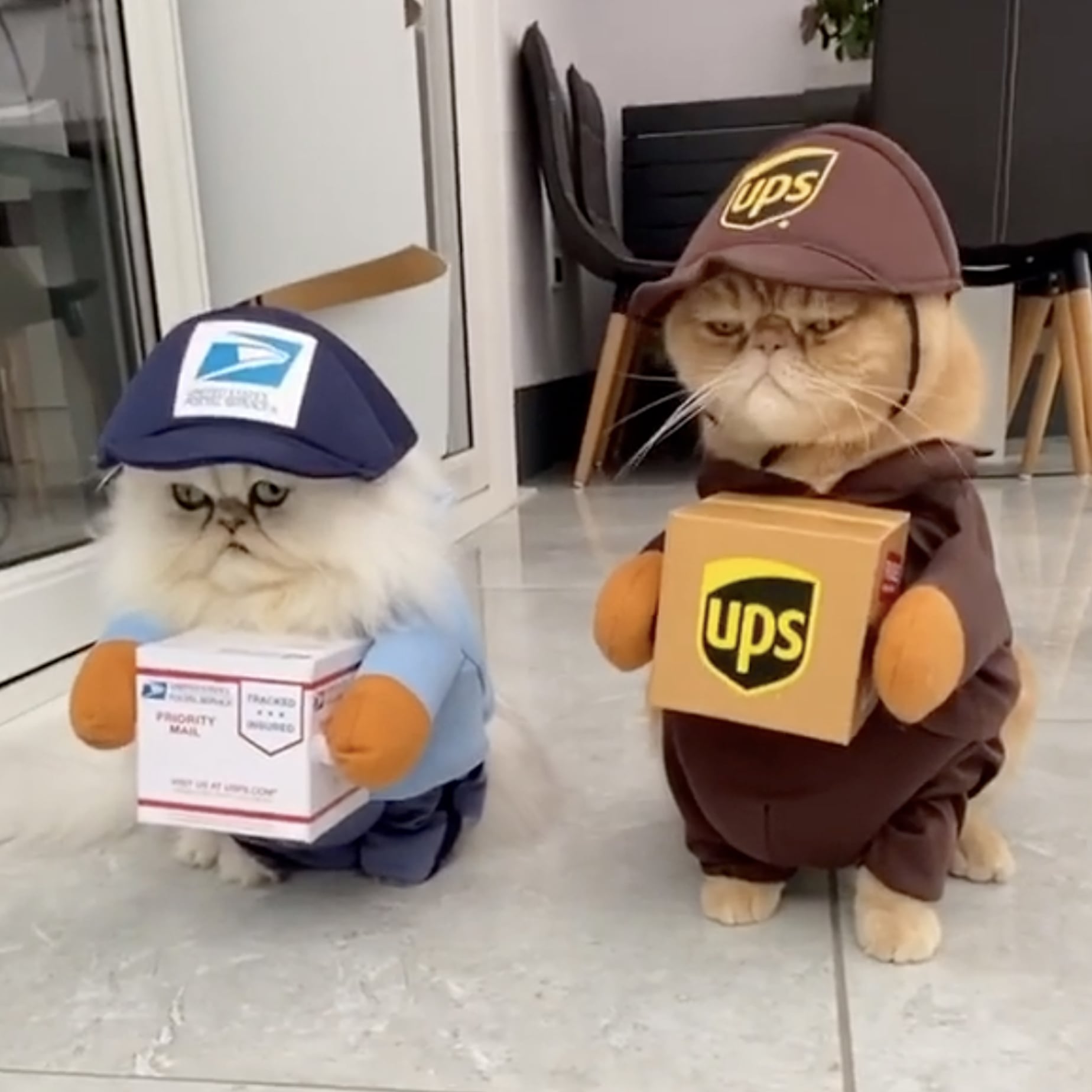 cats-dressed-up-in-mail-carrier-costumes-for-halloween.jpg