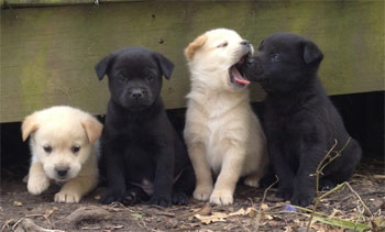 4-puppies.jpg