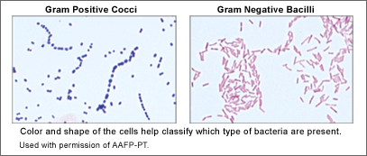 GramStain_LTO2.png