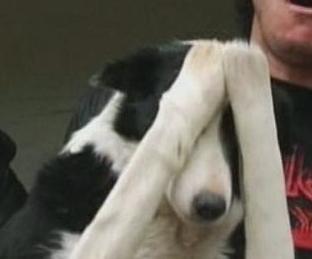 facepalm-dog.jpg