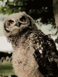Animated-owl-watching-mouse-in-clothes-dryer.gif