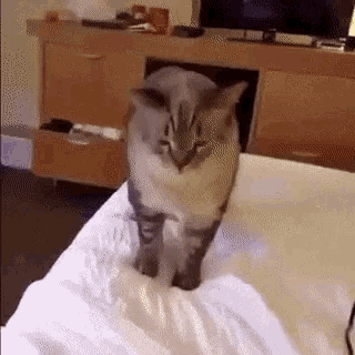 cat-bless-you-hello.gif