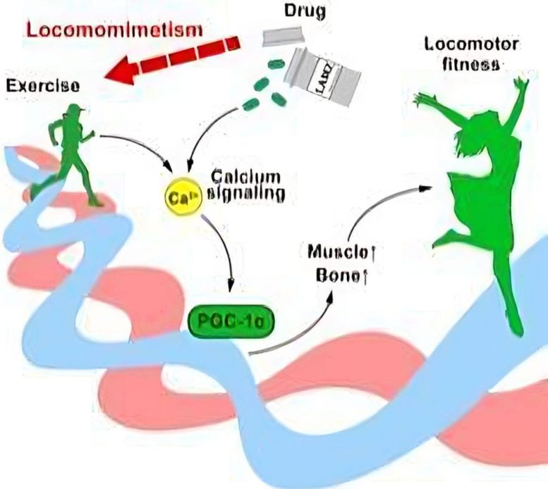 LAMZ Locomomimetic Drug