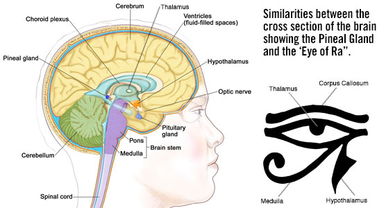 pineal-diagram.jpg