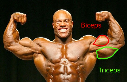 bicep+vs+tricep.jpg