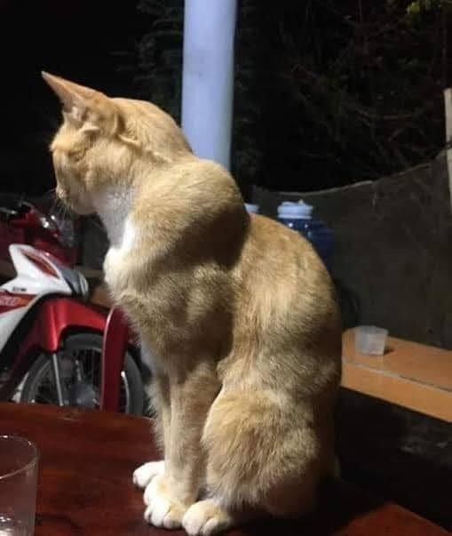 pic-of-a-muscular-cat