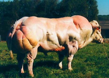 belgian-blue-myostatin_deficient_cow.jpg