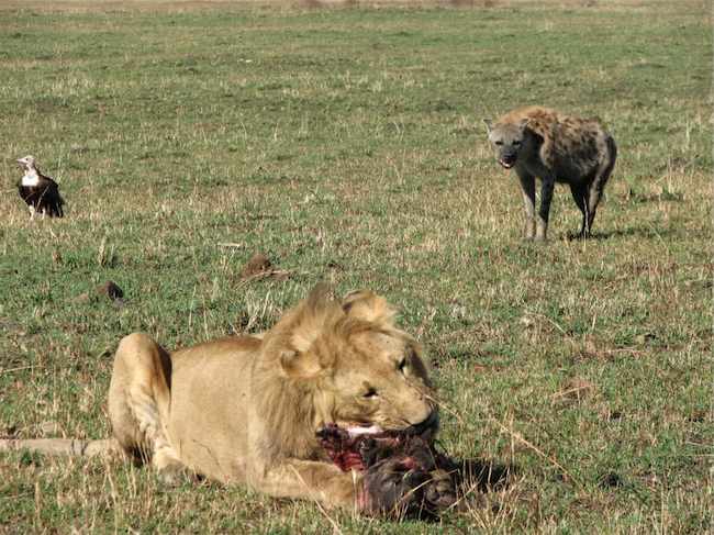 lion_hyena_vulture.jpg