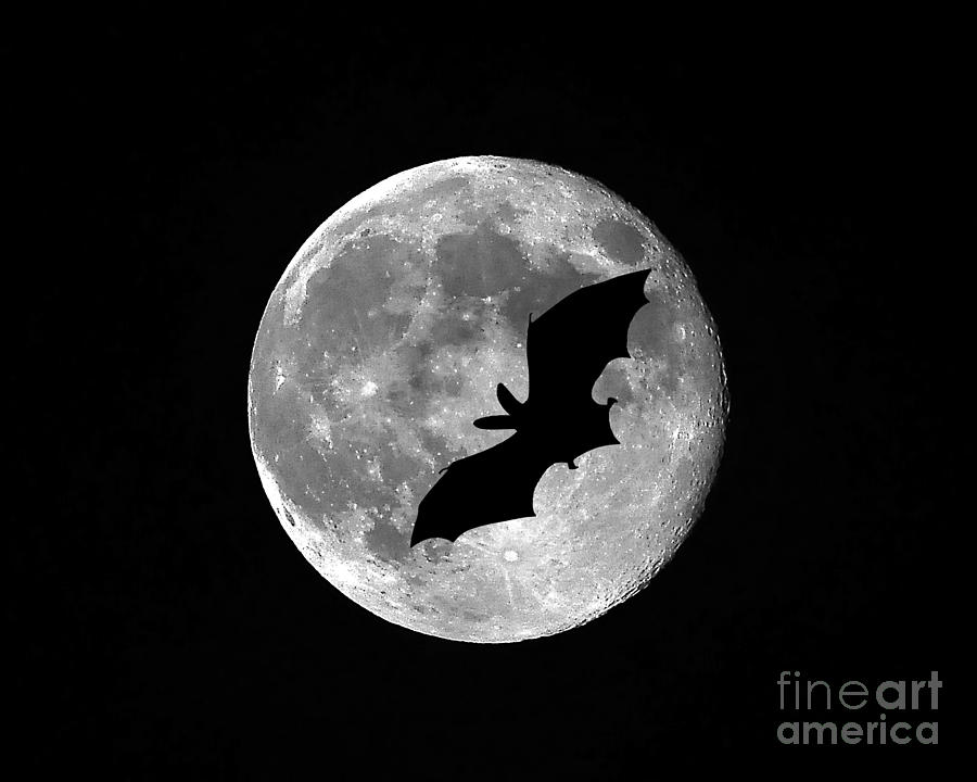 bat-moon-al-powell-photography-usa.jpg