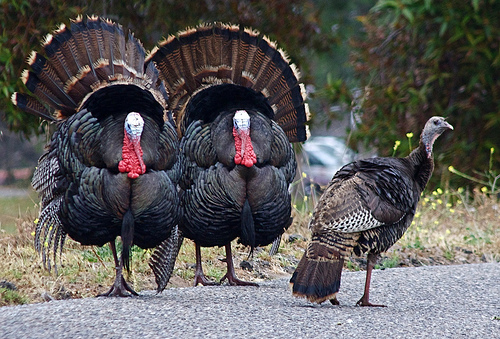 wild-turkeys.jpg