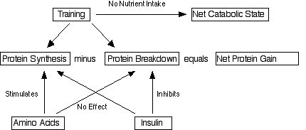 ProteinSynthesis1.jpg