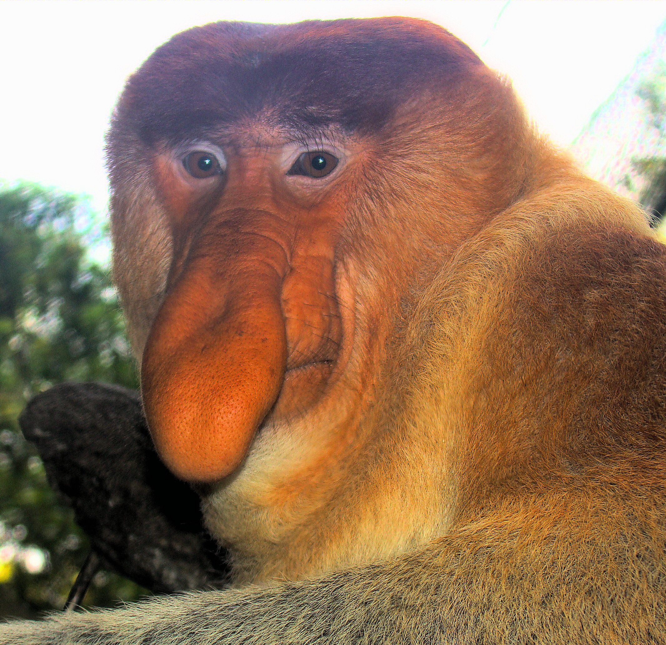 Portrait_of_a_Proboscis_Monkey.jpg