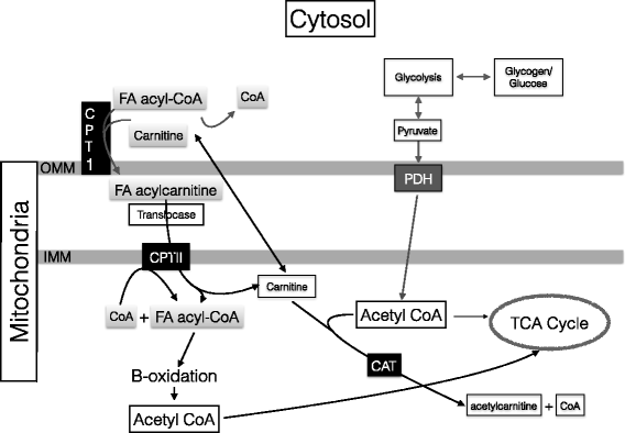 jissn.biomedcentral.com