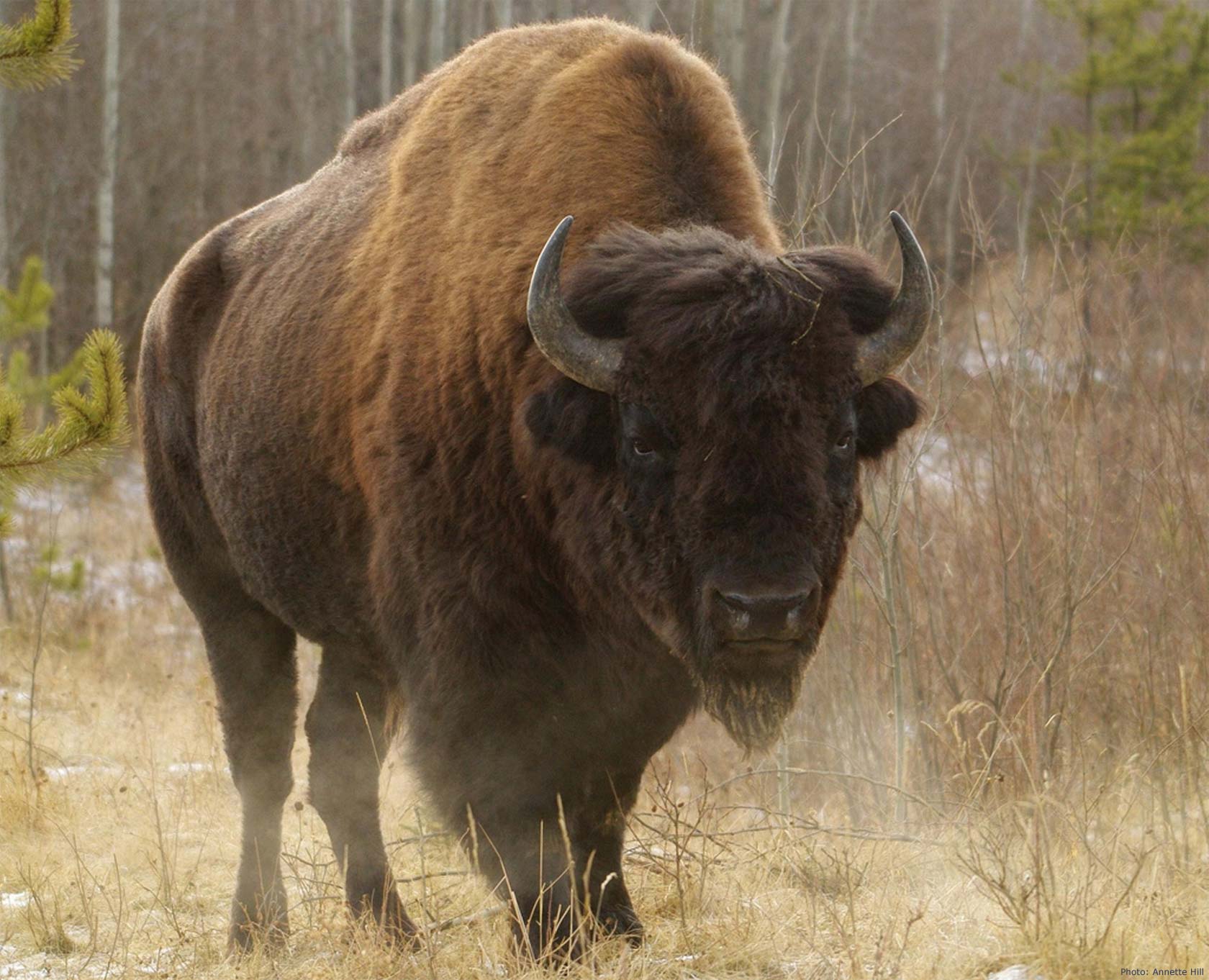 bison_Annette-Hill-1680.jpg