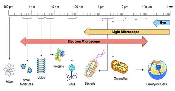 Size-of-Bacterial-Cells.jpg