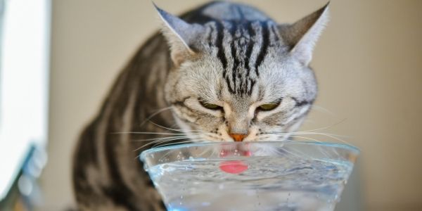 how%20much%20water%20should%20cats%20drink.jpg