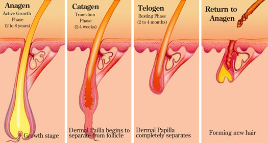 hair_growth_phases.jpg