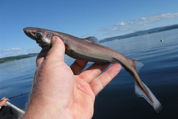 dwarf-lanternshark-smallest-shark.jpg