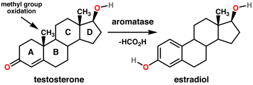 500px-Testosterone_estradiol_conversion.png