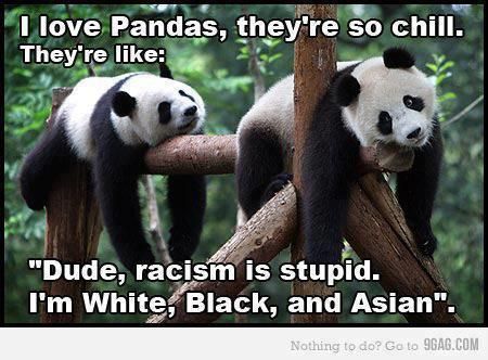 96ae994611fd9e6741b53d11666bd0a1--panda-bears-funny-things.jpg