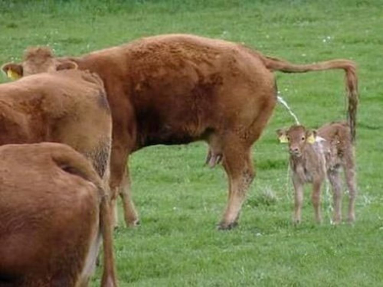 Cow_Mom.jpg