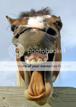 Horse20Mouth.jpg