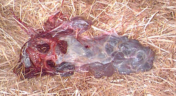 placenta.jpg