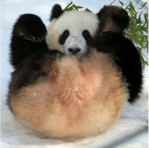 panda-butt.jpg