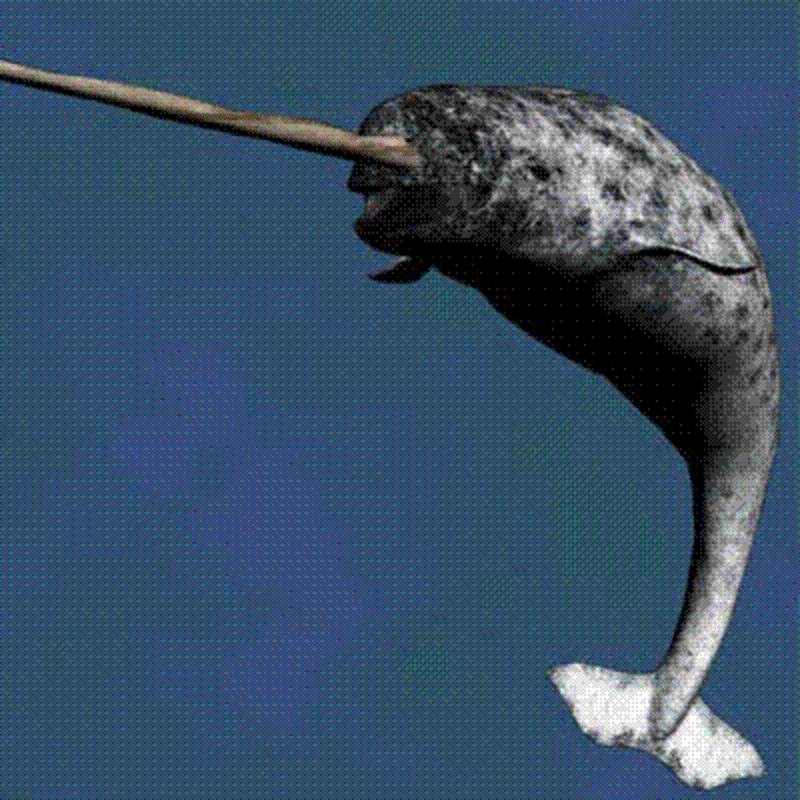 narwhal.gif