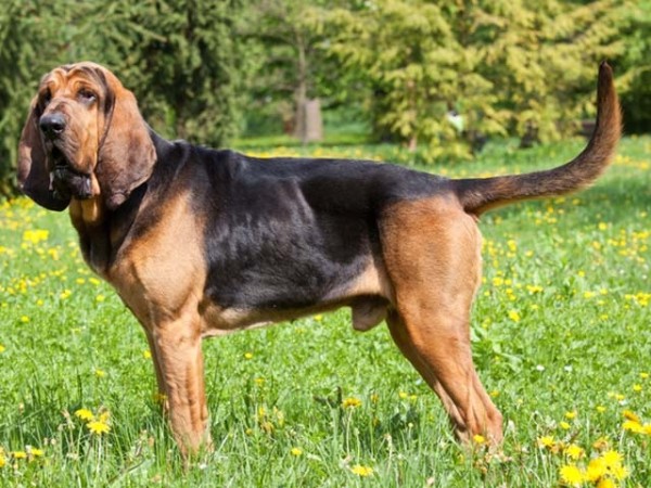 bloodhound-grass-e1425611576952.jpg