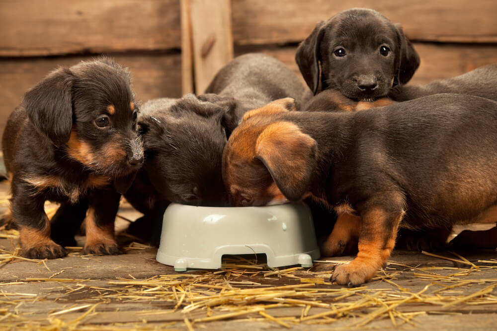 dachshund-puppies-19-1.jpg