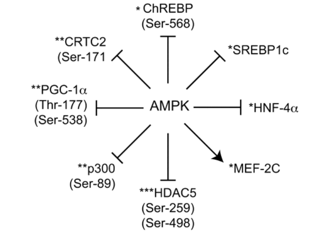 AMP-activated-protein-kinase.png